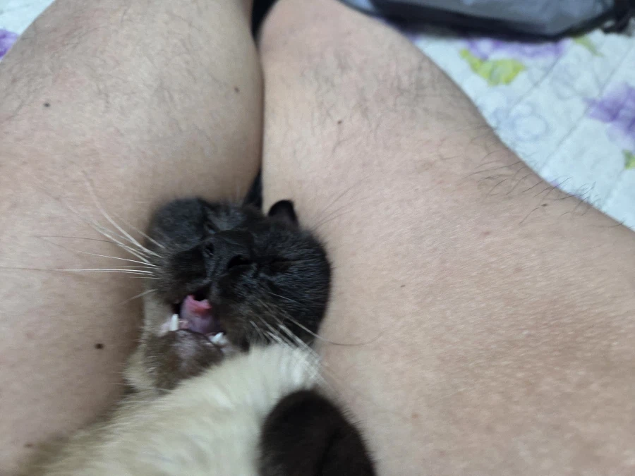 혐오주의)나는 고양이를 학대하는 것이 매우 즐겁다_2.webp