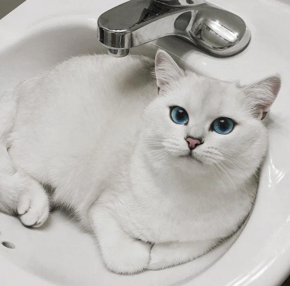 고양이 인스타 팔로워가 167만을 넘은 이유.jpg_4.webp