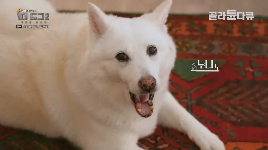 웬만해선 살이 안 찐다는 진돗개_9.webp