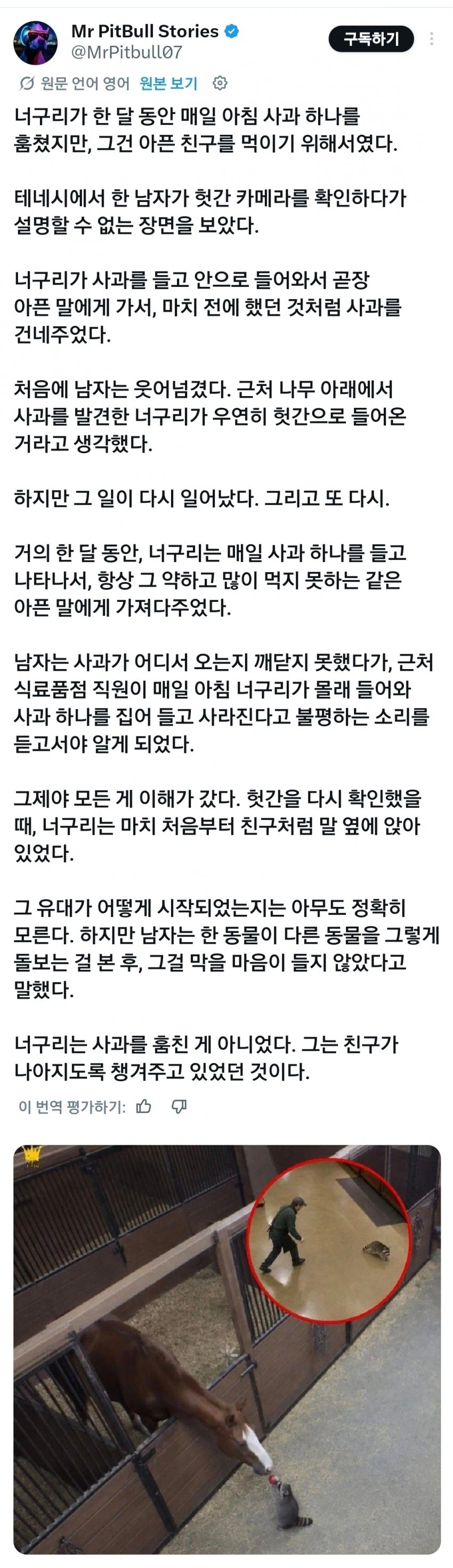 사과를 훔쳐가는 너구리_1.webp