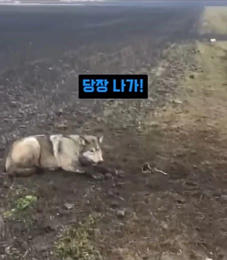 개를 발명하는 과정_12.webp