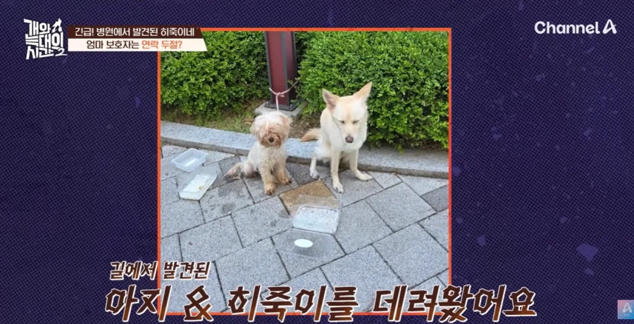 강형욱 나오는 개와 늑대의 시간 진짜 역대급 빌런나오더라_15.webp