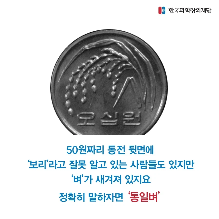 50원 동전에 통일벼가 있는 이유_1.webp
