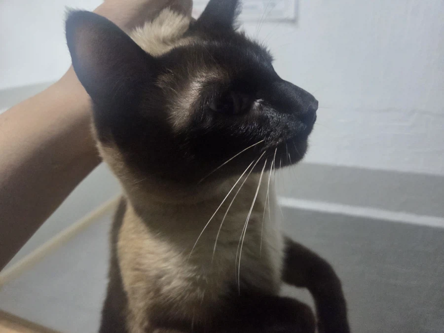 집나간 고양이 검거 현장..._3.webp