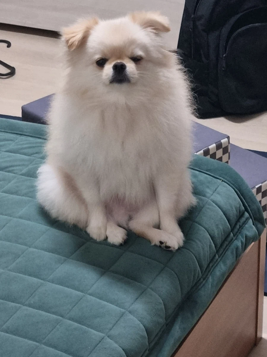 자는 댕댕이 일찍깨웠더니 표정_2.webp