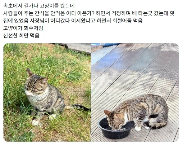 통조림을 거부하는 배불러터진 길고양이_1.webp