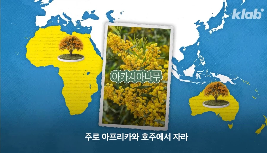 그동안 몰랐었던 아카시아 나무의 비밀_4.webp