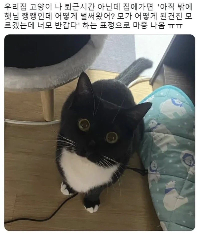 집사가 일찍 퇴근하자 놀란 애옹이들_1.webp