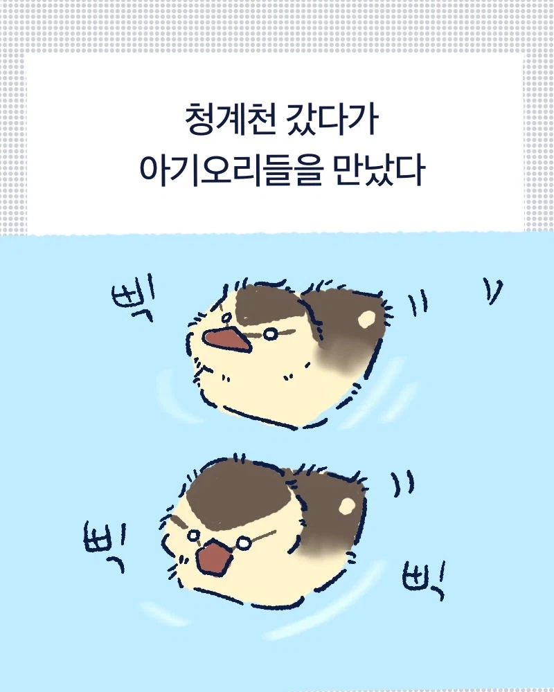 청계천 아기오리들.mp4_1.webp