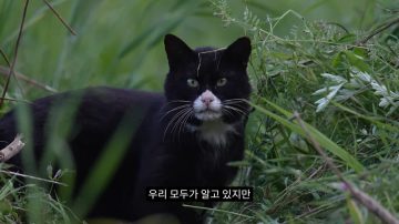 다시 한번 길고양이 문제에 대해 강하게 어필하는 유튜버 (※스압주의)_15.webp