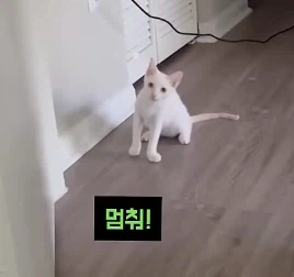 아침에 일어나면 난장판부터 피우는 고양이_1.webp
