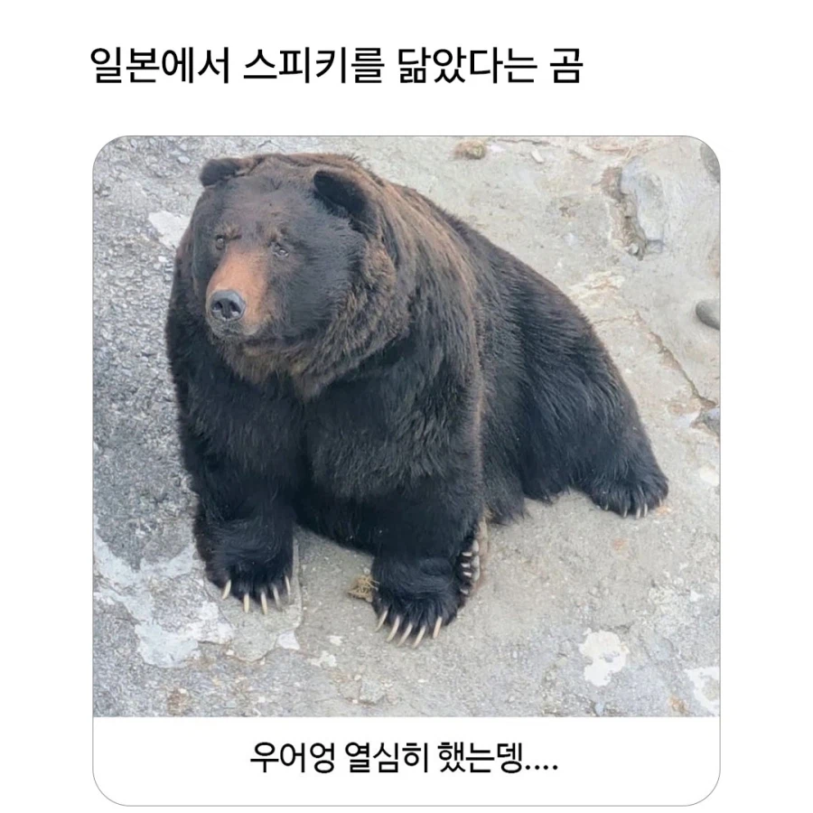 일본의 스피키 닮은 곰_1.webp
