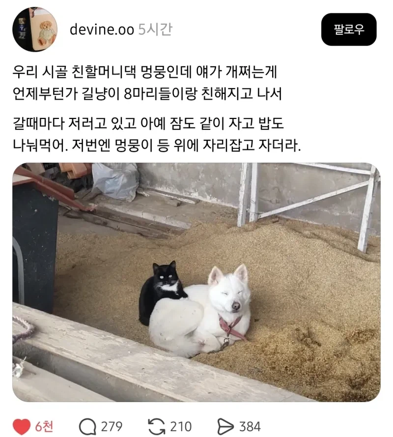 길냥이들이랑 짱친 맺은 멍뭉이._1.webp