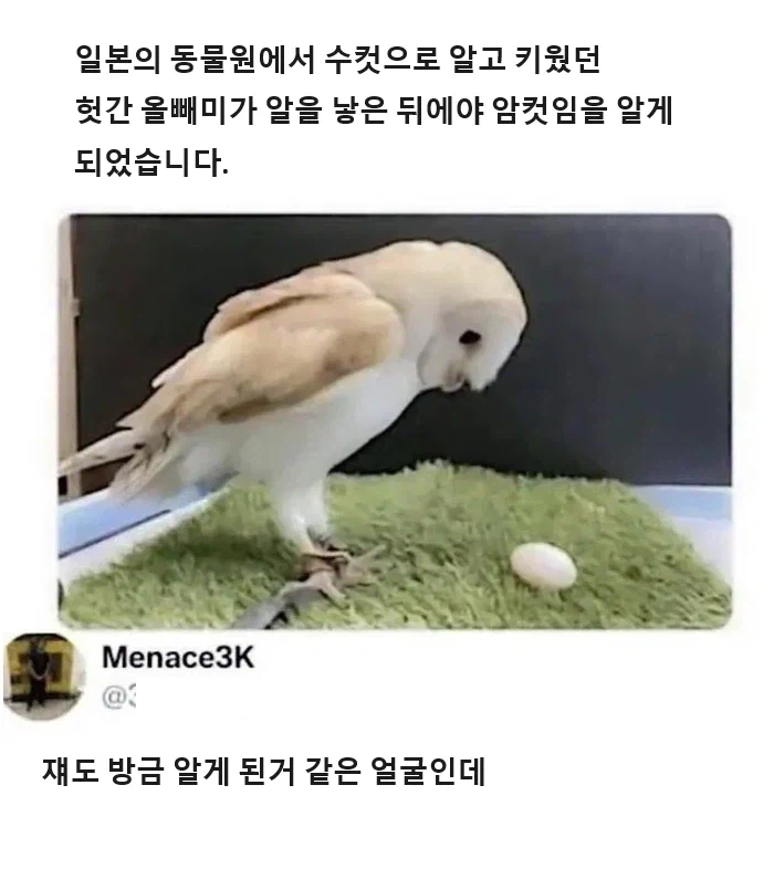 수컷인 줄 알았는데 암컷_1.webp