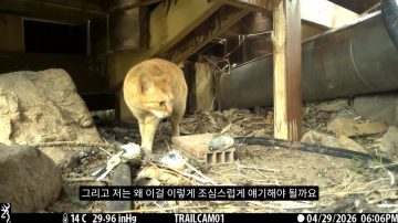 다시 한번 길고양이 문제에 대해 강하게 어필하는 유튜버 (※스압주의)_23.webp