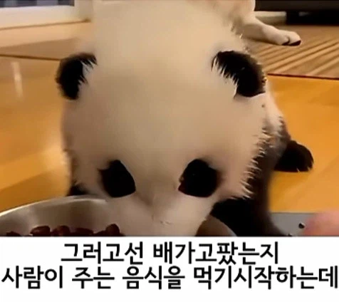 유투브 쇼츠 AI 뇌절 대잔치_7.webp
