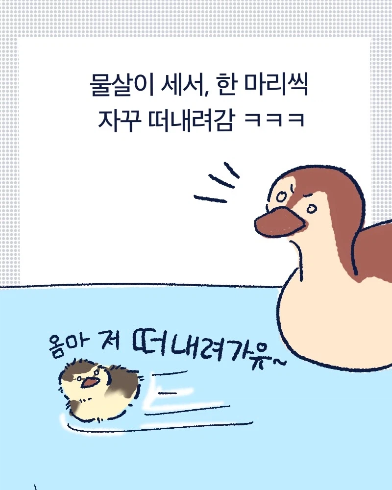 청계천 아기오리들.mp4_4.webp