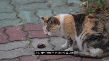 다시 한번 길고양이 문제에 대해 강하게 어필하는 유튜버 (※스압주의)_38.webp