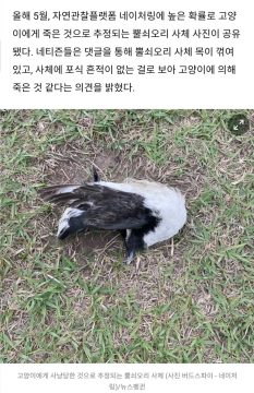현재 진행형인 마라도의 생태계와 고양이 문제_5.webp