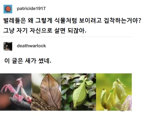 벌레들은 왜 그렇게 식물처럼 보이려고 집착해?_1.webp