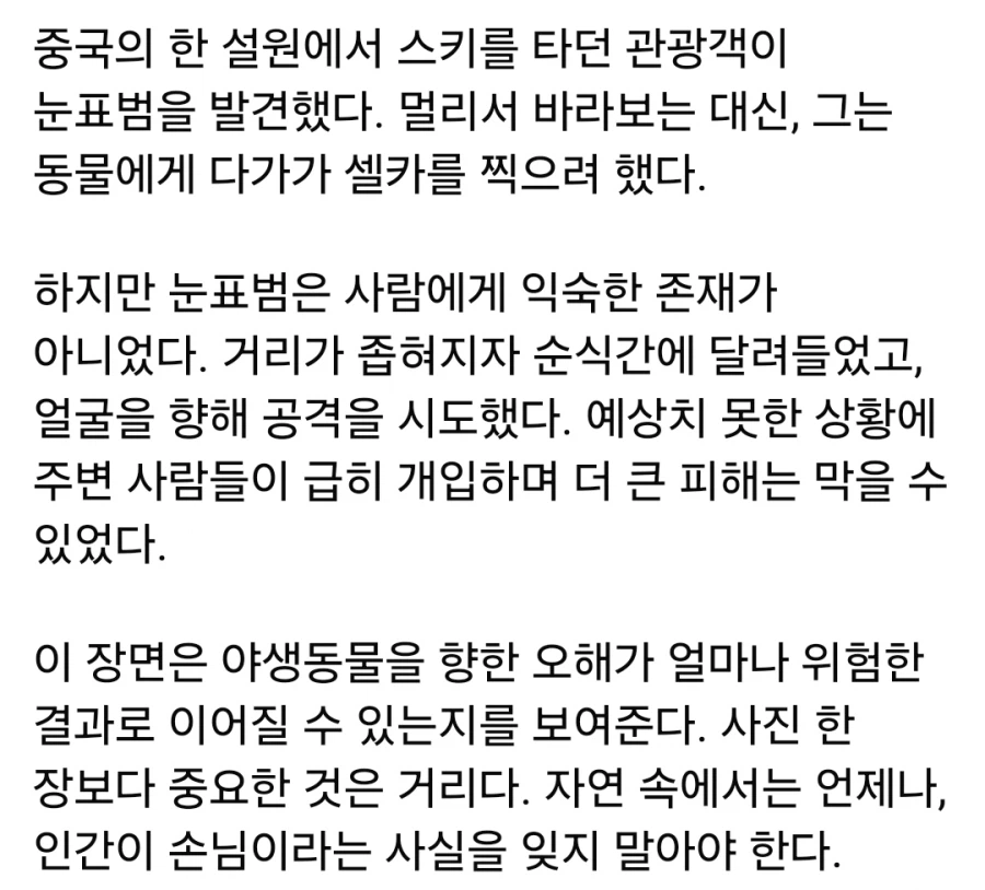 약혐 주의) 눈표범을 만나서 셀카 찍다가 공격당한 중국인_4.webp