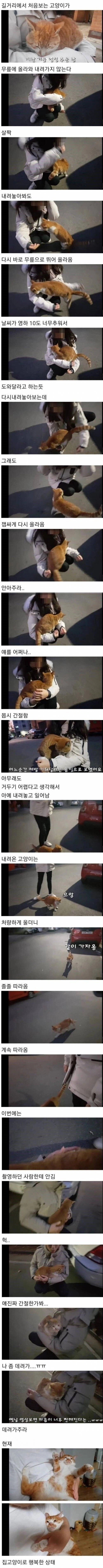골목대장도, 영역도 다 필요없다_1.webp