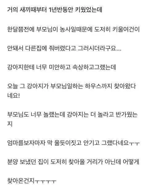 다른집에 분양보냈던 강아지가 집까지 찾아 왔네요 ㅜㅜ_2.webp