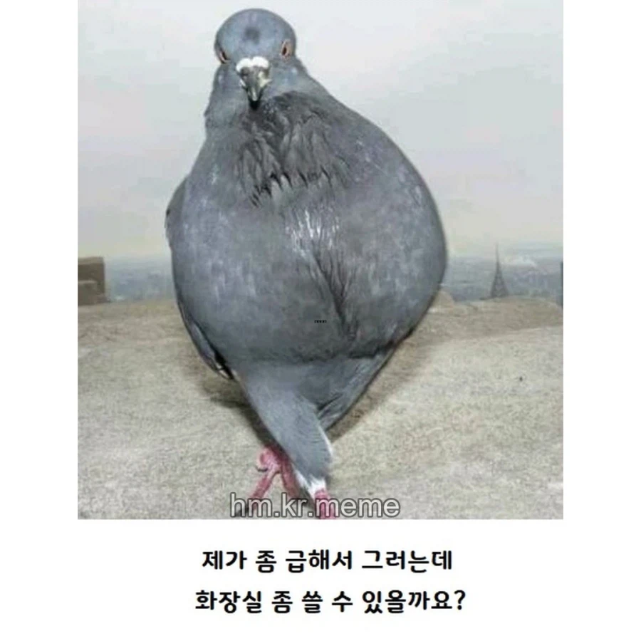 동물 제목학원 모음_5.webp