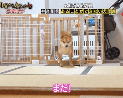 "기다려 기다려 기다려 시바 기다려 시바 기다려 시바 시바!"_1.gif
