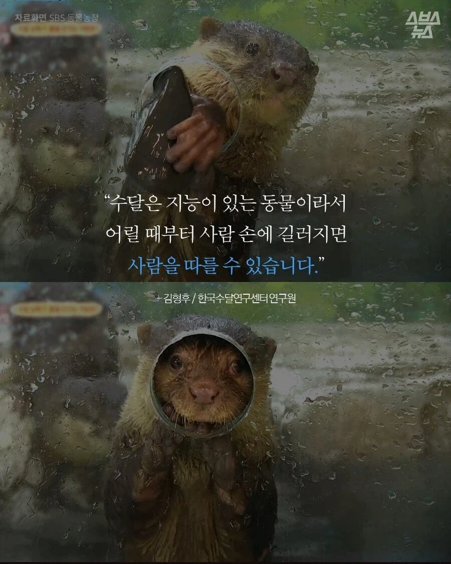 고양이 외에도 인간에게 새끼 맡기는 동물.JPG_8.webp