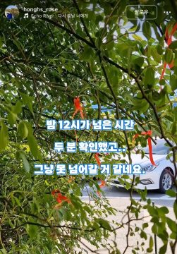 수원 행궁동 파란대문 장미 훼손 사건_2.webp