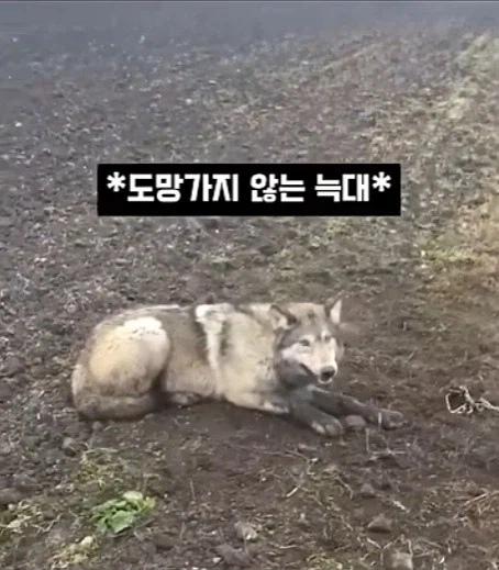 개를 발명하는 과정_14.webp