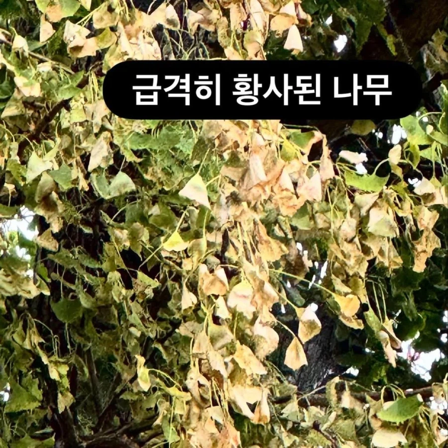 남의집 은행나무 독살시킨 유명 미술관_5.webp