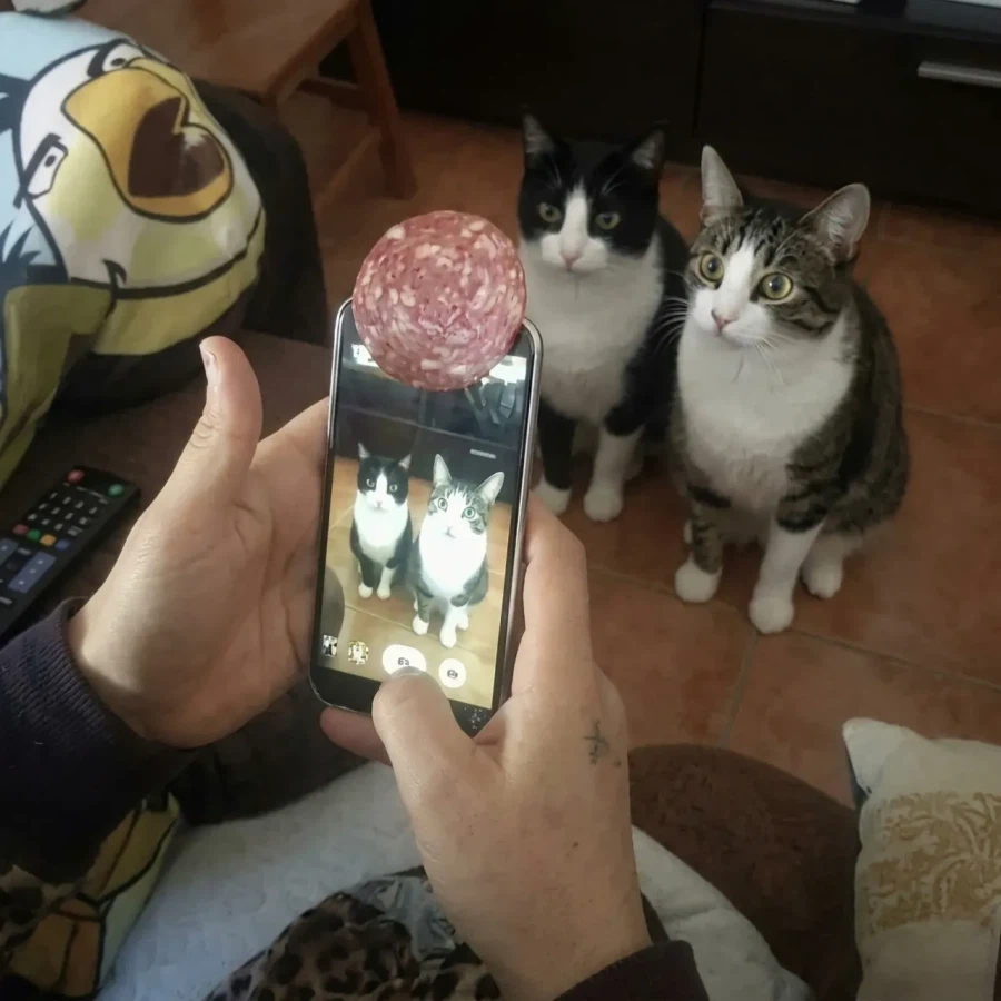 고양이 사진을 찍는 방법_1.webp