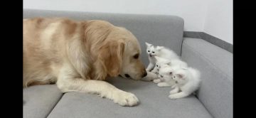 개삼촌 무서워하는 새끼냥들에게 숙련된 엄마냥이 시범 보여줌_1.webp