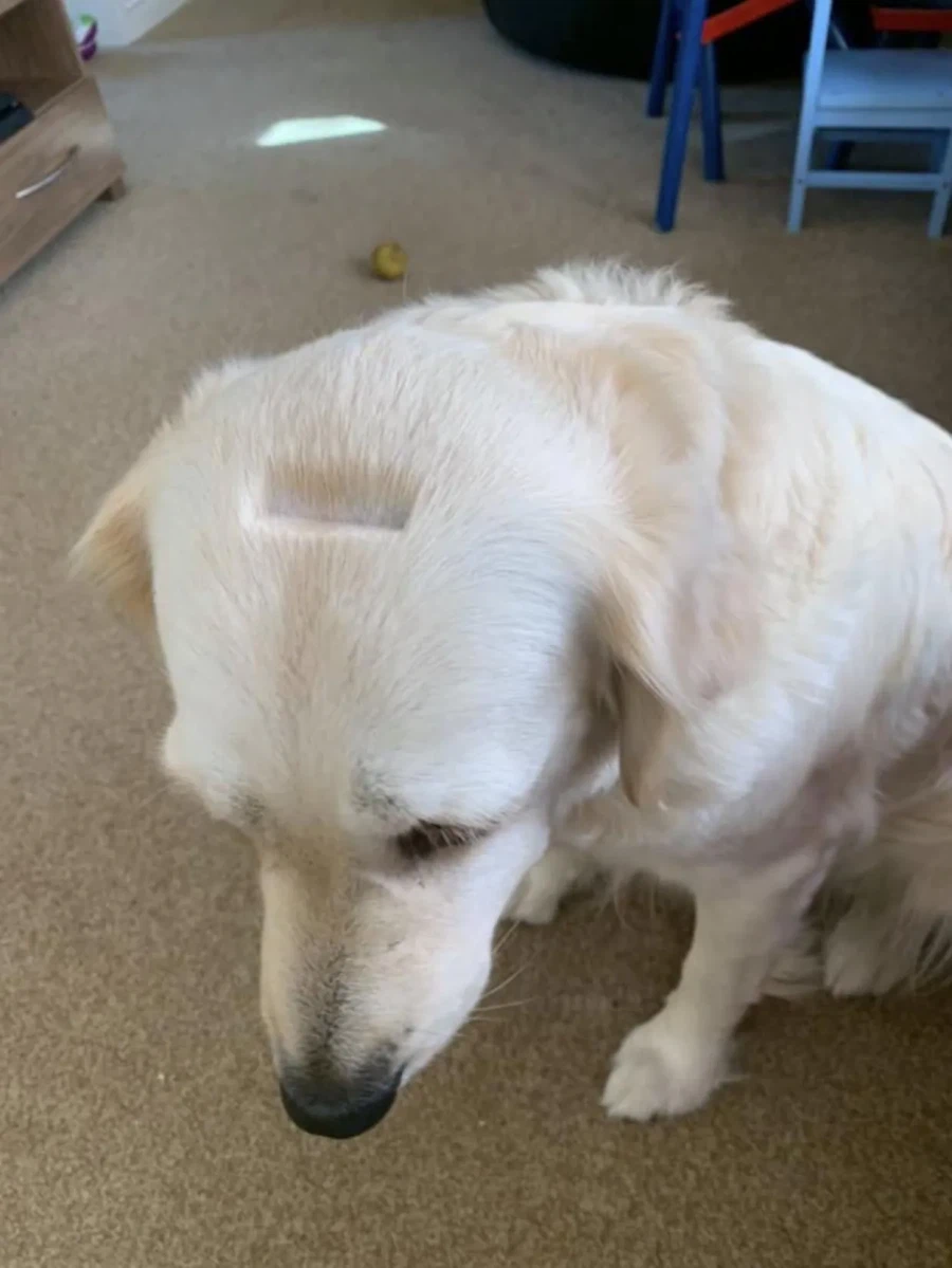 미용할 때 갑자기 움직인 댕댕이.jpg_2.webp