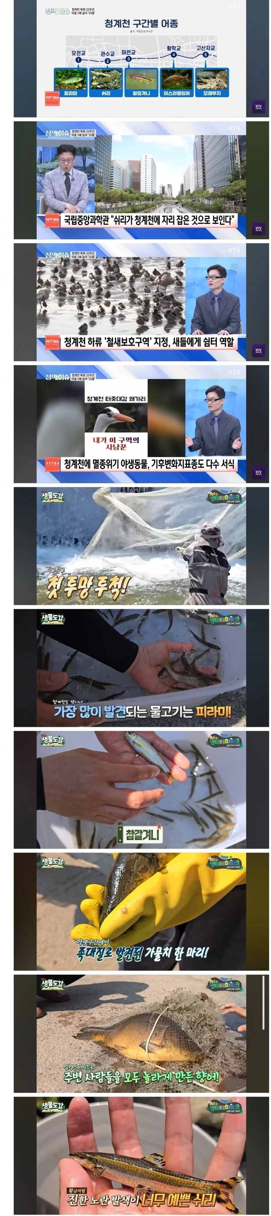 청계천 생태계 근황_1.webp