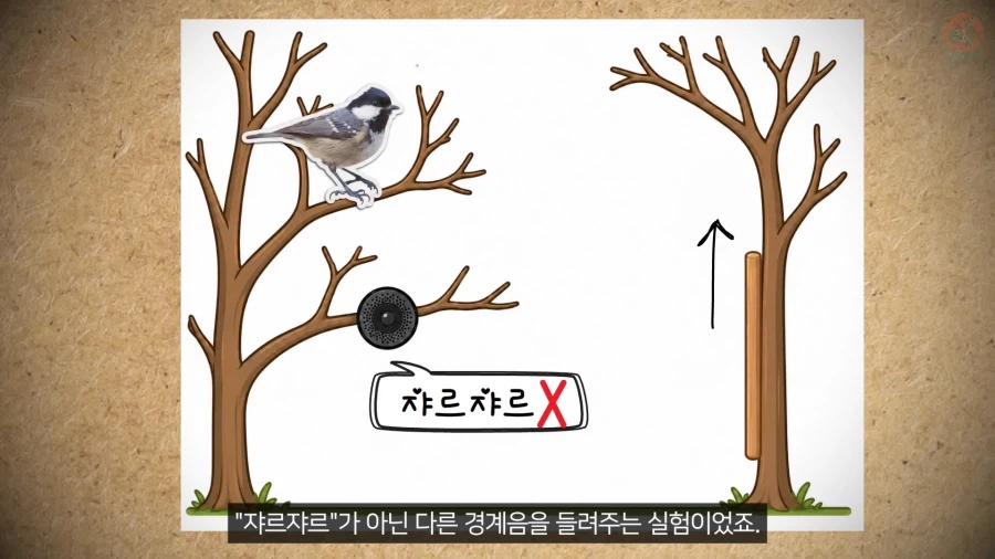 20년 동안 박새의 '언어'와 '문법'을 증명한 과학자_11.webp