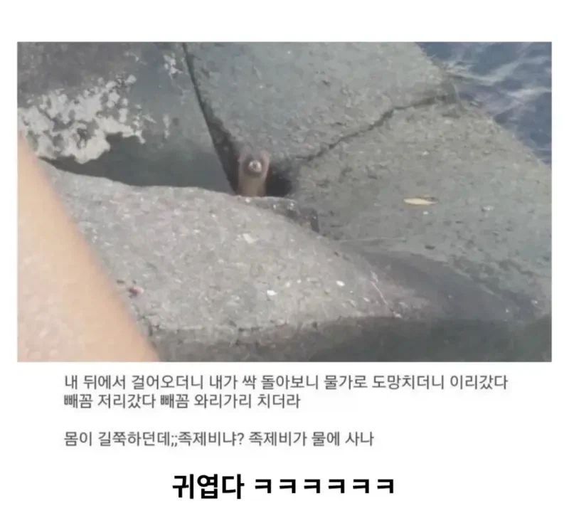 가끔 발견한다고 하는 동물_2.webp