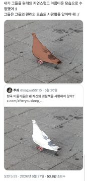 비둘기로 비유하는 지금 한중일 트위터 유저들이 신경 곤두선 이유_6.webp