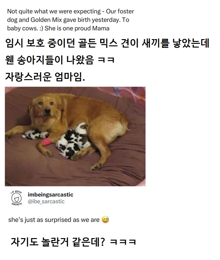 임시 보호 중이던 개가 새끼를 낳았다._1.webp