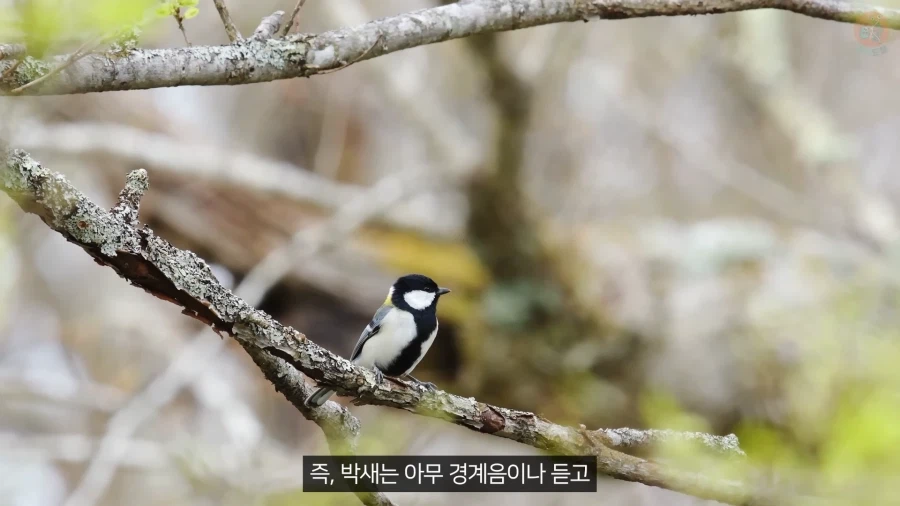 20년 동안 박새의 '언어'와 '문법'을 증명한 과학자_19.webp