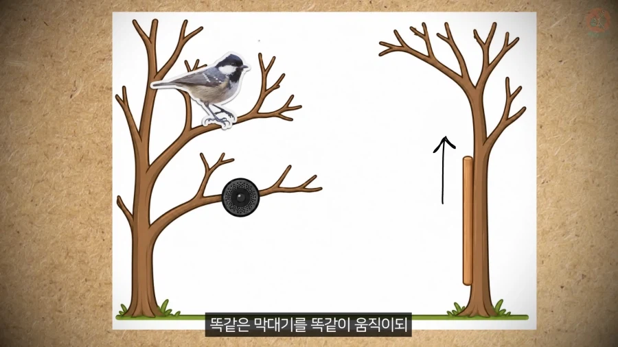 20년 동안 박새의 '언어'와 '문법'을 증명한 과학자_10.webp