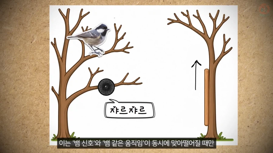20년 동안 박새의 '언어'와 '문법'을 증명한 과학자_17.webp