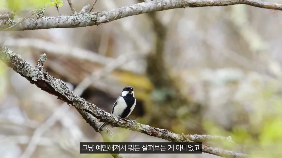 20년 동안 박새의 '언어'와 '문법'을 증명한 과학자_20.webp