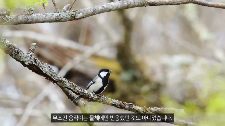 20년 동안 박새의 '언어'와 '문법'을 증명한 과학자_21.webp