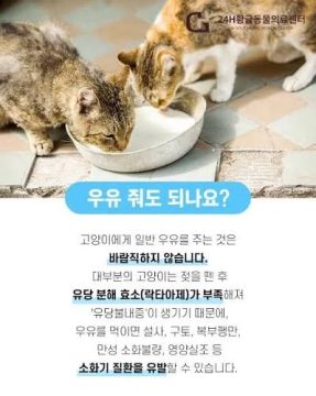 서양인들이 얼마나 우유에 진심인가 => 걔넨 우유를 먹기위한 돌연변이_3.webp