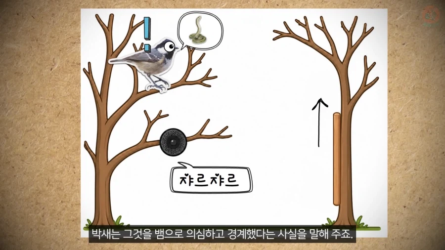 20년 동안 박새의 '언어'와 '문법'을 증명한 과학자_18.webp