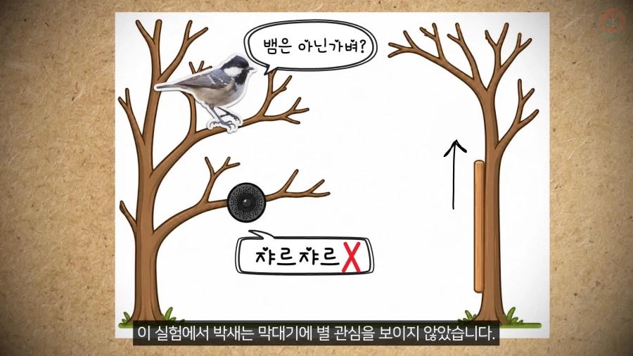 20년 동안 박새의 '언어'와 '문법'을 증명한 과학자_12.webp