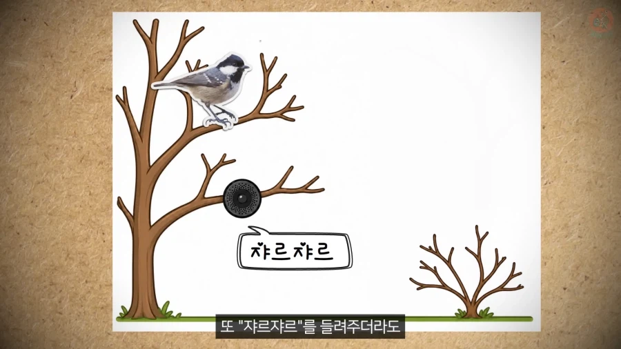 20년 동안 박새의 '언어'와 '문법'을 증명한 과학자_13.webp